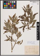 Salix burjatica Nasarow